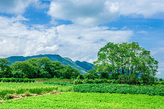 bach thu hom nay